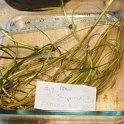 14eastern_bur-reed (2)